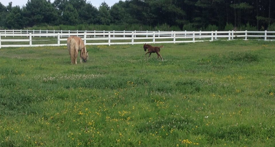 William, rescued and revived, running around while his surrogate Pebbles enjoys grazing. Photo By: Corolla Wild Horse Fund